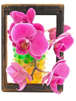 orchid flower in the olden wooden frame