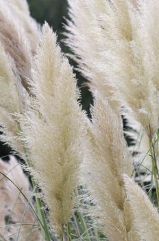 Spikes of Pampas grass