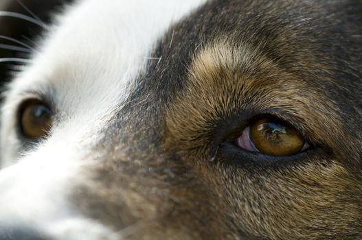 Close-up of the eyes of an abandoned dog