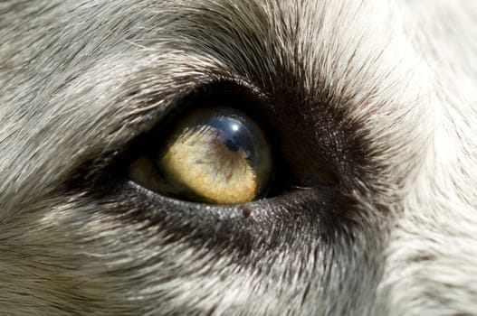 Close-up of an eye of an abandoned dog