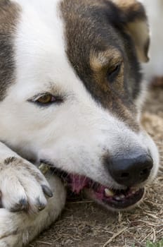 Close-up of the face of an abandoned dog