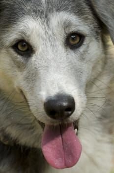 Close-up of the face of an abandoned dog