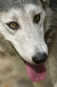 Close-up of the face of an abandoned dog