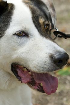 Close-up of the face of an abandoned dog