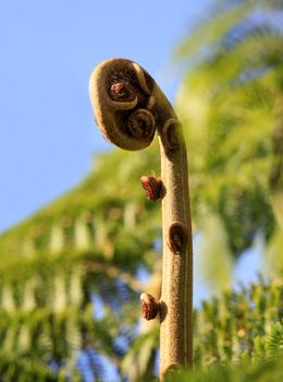 Fern unravelling close-up on dim background