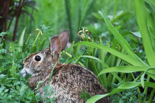A cottontail rabbit sitting in grass.