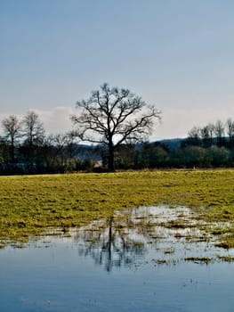 Beautiful tree with reflection on flooded field HDR processed