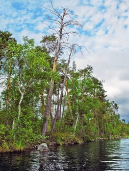 Wild pine forest over lake water