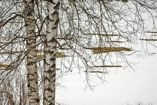 Trunks of birches growing on the  spring river coast