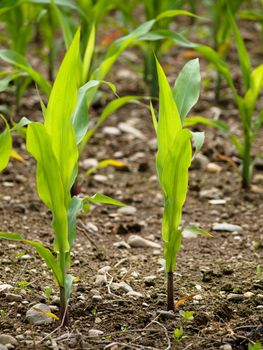 Young corn crop at spring