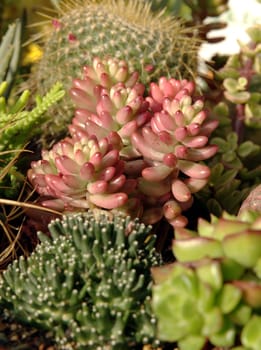 Breeding cactus