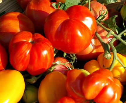 Tomato Basket