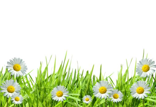 Grass with white daisies against a white background