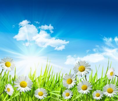 Daisies and grass with bright blue sky and clouds