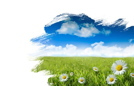 Wild daisies in the grass with summer blue sky