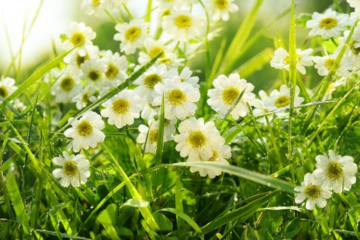 Closeup of daisies in field with hot summer sun