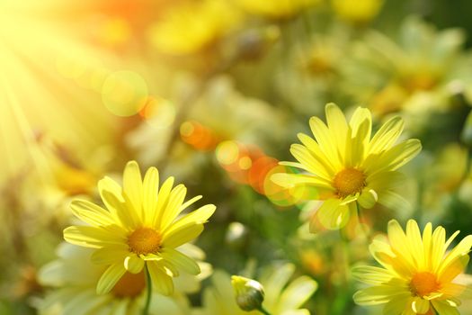 Closeup of yellow daisies with warm rays from the sun