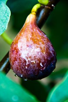 Closeup on fig fruit hanging on tree after rain with drops