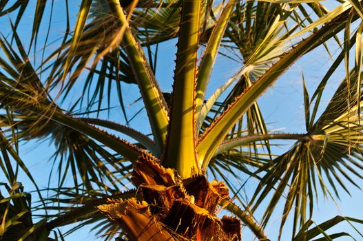 Top of a palm tree against great blue sky during sunset