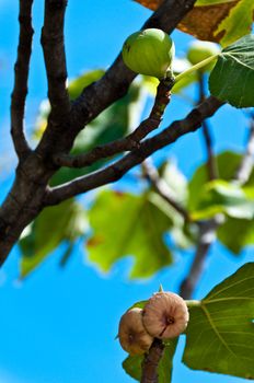 Closeup on fig fruits in various states (still green, already ripe) hanging on tree