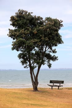 Lonely tree and bench on a coast of ocean
