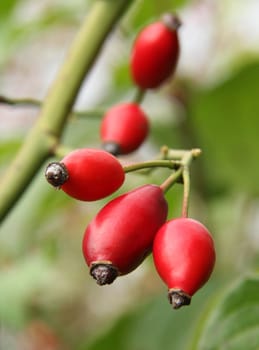 Rose hips from the bushes.