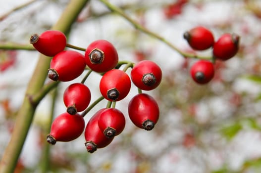 Rose hips from the bushes.