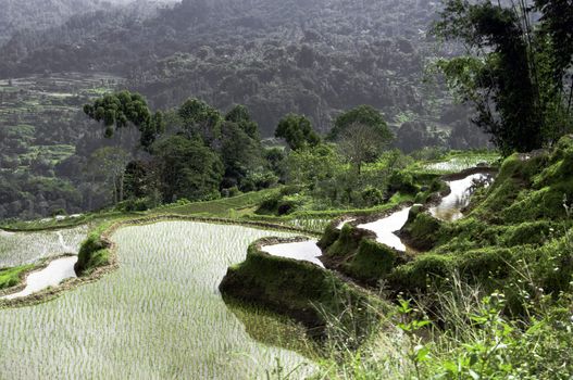 Green rice terrace detail in Bali, Indonesia