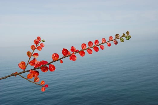  Branch with green and red leaves