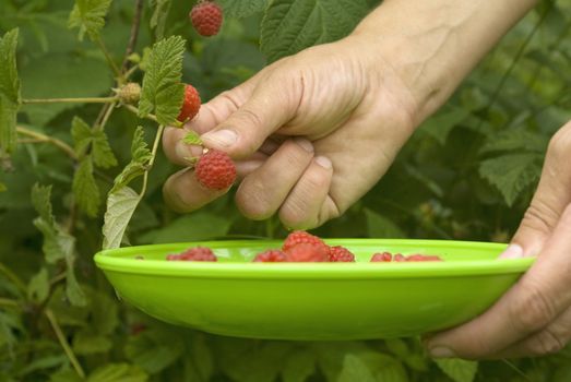 picking ripe raspberries in the home garden