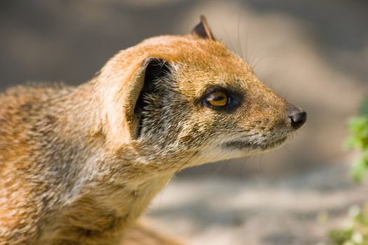 Yellow mongoose or red meerkat looking to something