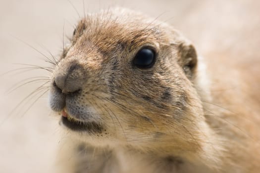 Prairie dog - portrait in the morning sun