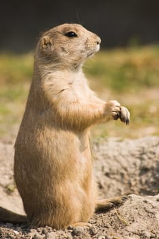 Prairie dog standing - in side angle view 
