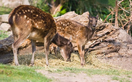 Philippine spotted deer-female with kid looking