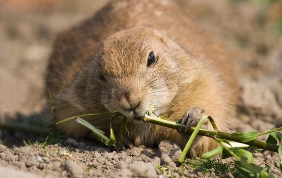 Prairie dog eating from branch with leaves