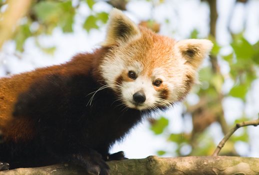 Curious red panda climbing in a tree