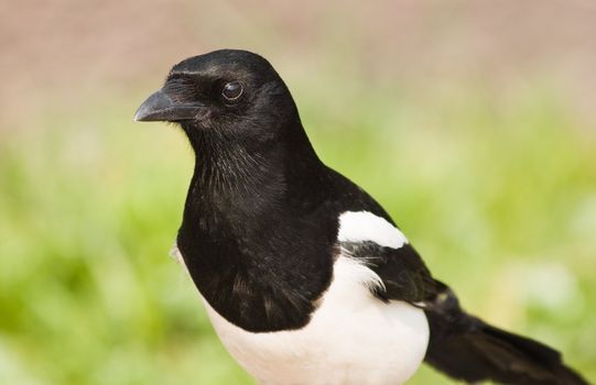 Portrait of European Magpie or Common Magpie