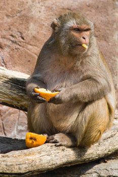 Rhesus monkey eating orange in the sun and looking up