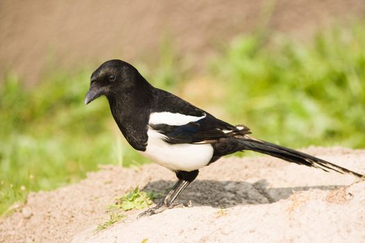 European Magpie or Common Magpie - bird from crow family 