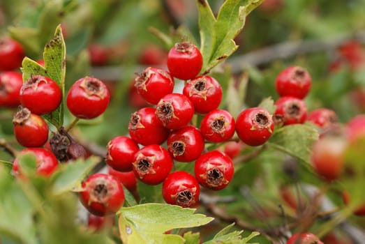 Close up of the red hawtorn berry