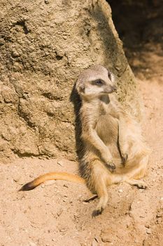 Meerkat or mongoose relaxing in the afternoon sun