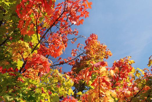 Colorful shot of leafs on tree under blue sky in autumn