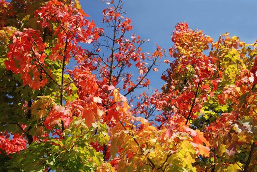 Colorful shot of leafs on tree under blue sky in autumn