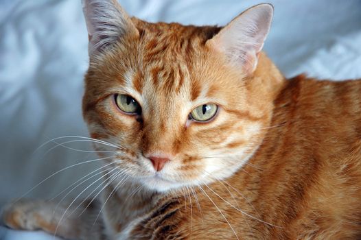 Shot of red domestic cat sitting on sofa and looking into camera