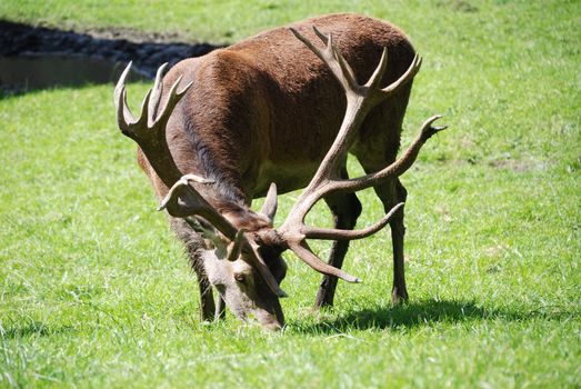 Shot of adult deer walking in grass of mountain meadow