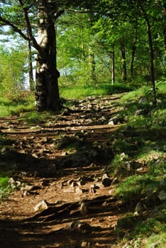 smallt path through a green forest in mountain