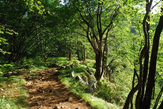 smallt path through a green forest in mountain