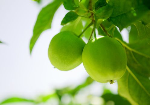 Green apples in a tree