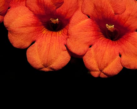 Beautiful orange flower detail isolated on black