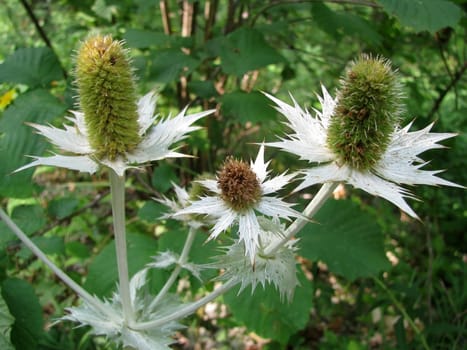 Flower; a plant; spring; flowering; a wood; macroshooting; flora; leaves; vegetation; beauty; a background